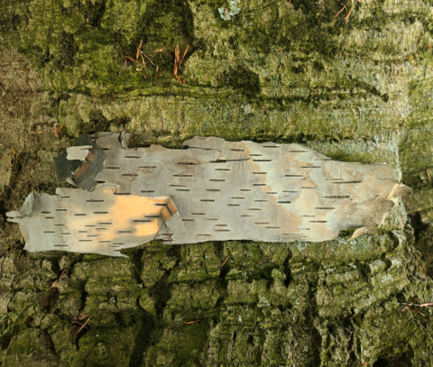 Screenshot-2025-06-06-at-1.52.23 PM