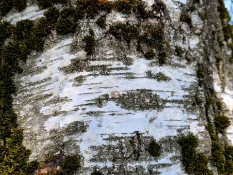 Screenshot-2025-06-06-at-1.52.42 PM